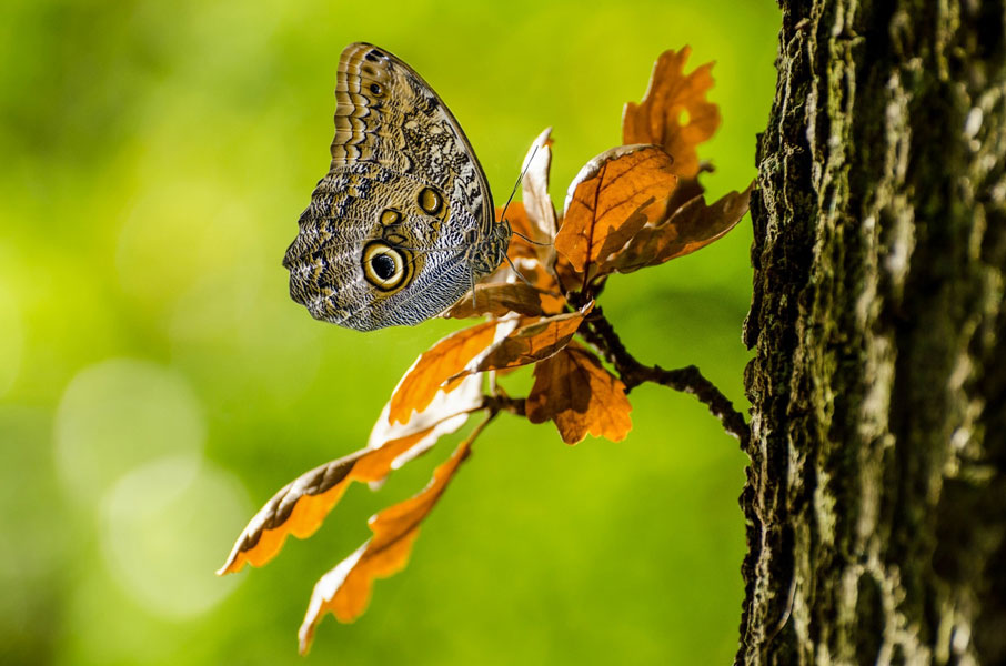 Gratitude Butterfly