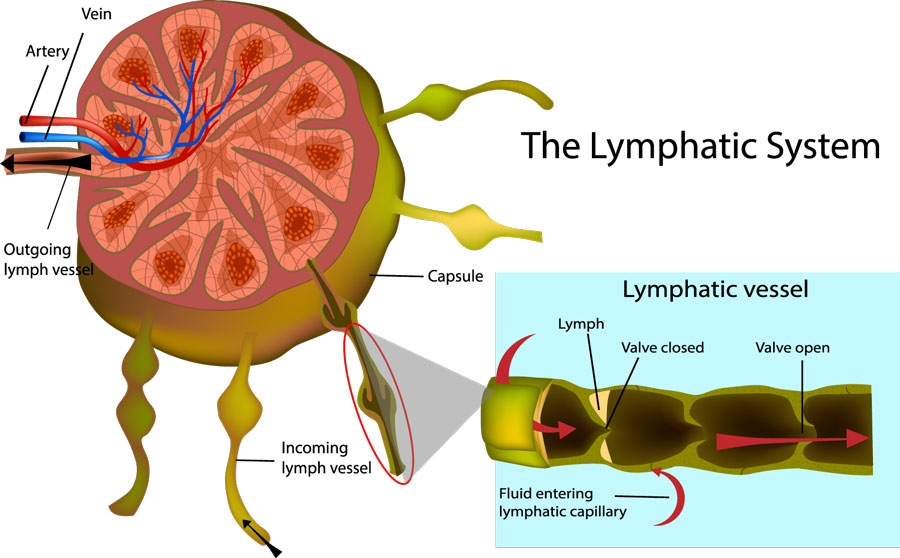 Lymphatic System Diagram
